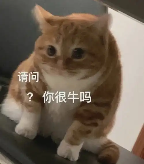 打滚表情包猫猫减肥方法