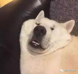  不是我想偷懒,是睡意来得太突然
