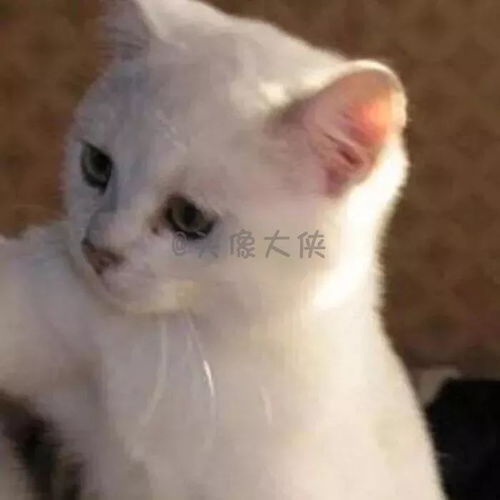  抖音超火的十大情侣头像