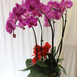 幸运花头像蝴蝶兰