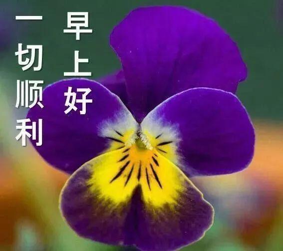  早上好问候祝福语图片最美早晨好问候图片表情带字