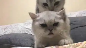  公猫