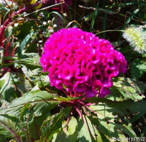  不同生肖,幸运花也不同,你的幸运花是哪种
