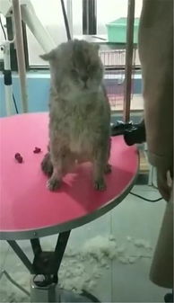  怂猫洗完澡吹干表情镇定,却被这个东西暴露了内心