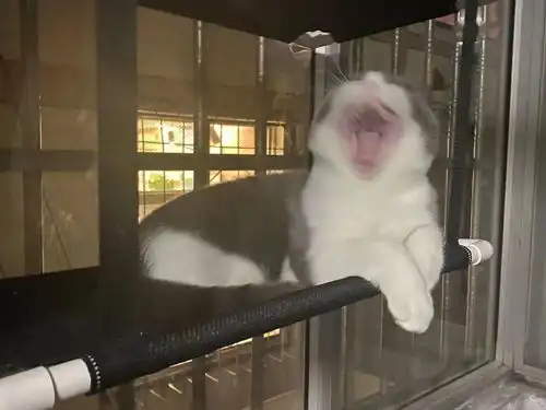  猫咪表情包什么是想吃小孩