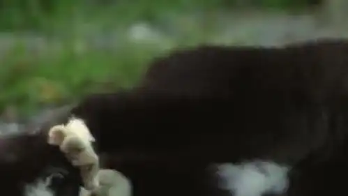  猫妈妈将孩子交于妹妹照看,妹妹却将小猫玩进洞里,这表情真逗