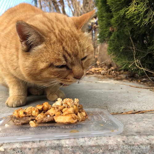  你见过最好看的橘猫长什么样