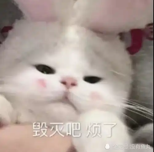  合集超可爱喵咪表情包无水印