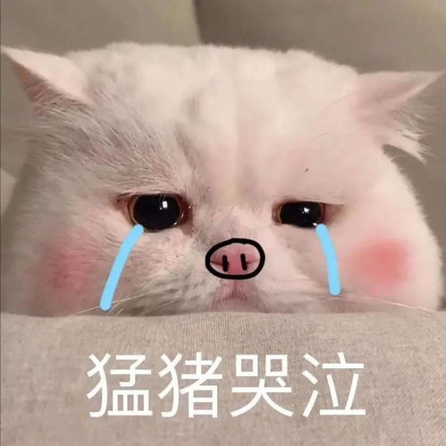 qq表情包下载qq表情包大全腾讯qq表情包当易网