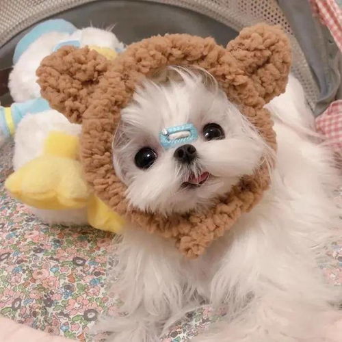微信头像女生可爱小狗女