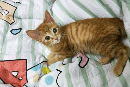  去花鸟市场,买来一只小橘猫,喂养一个月后,我们的噩梦就开始了