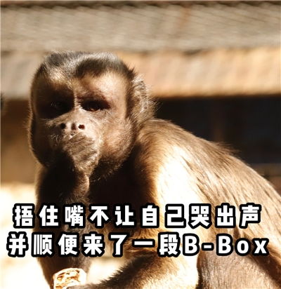  动物界网红黑帽悬猴入住云南野生动物园邀市民探寻人脸动物的秘密