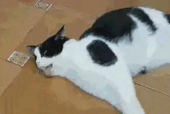  悄悄告诉你,猫咪见到你就躺下打滚,不止是爱你