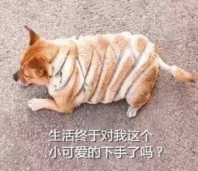  猫猫狗狗跟错了主人,真是惨不忍睹网友这猫和狗是一家人吧