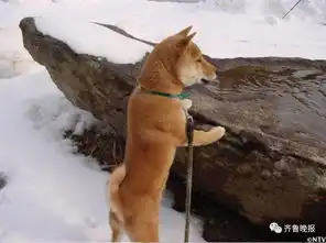 柴犬跳表情包逝世