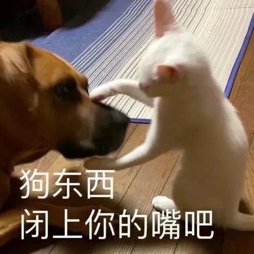  有什么可以打开话题的表情包