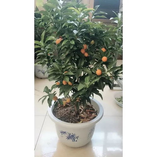  如意花卉鲜花搬回家,2018年惠更旺