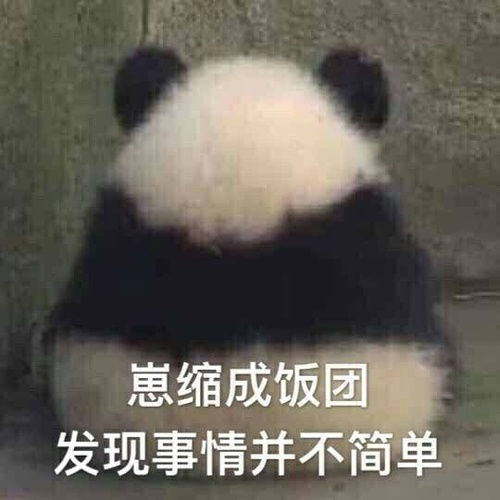  毛笋真是一只从小就爱卡树的熊猫宝宝