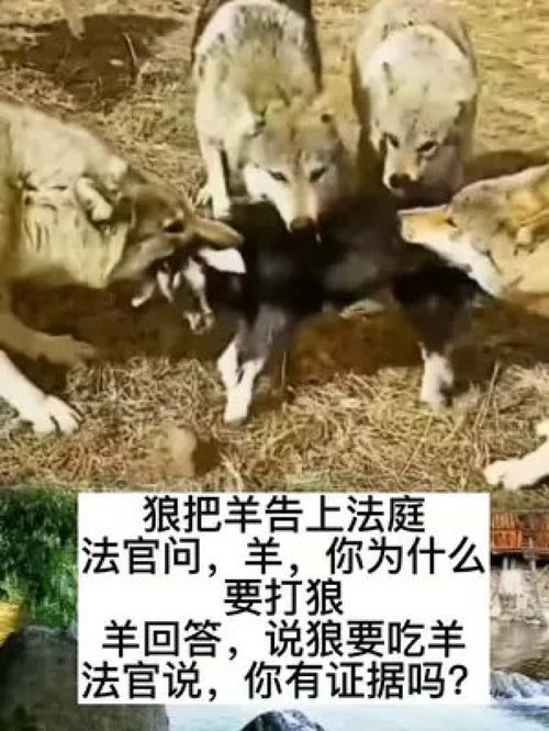  狼把羊告上法庭法官问,羊,你为什么要打狼羊回答,说狼要吃羊法官说,你有证据吗