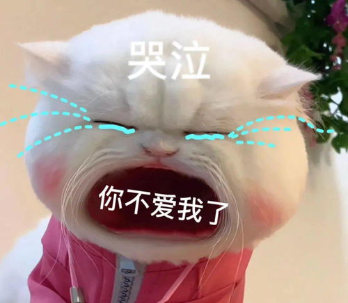  大嘴猫表情包要生活费专用