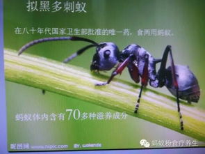  黑蚂蚁营养食品新资源