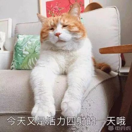  斗图日常网黄猫日我不想上班啊