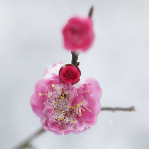  白色梅花