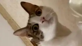  猫猫在线打滚儿你们开学了吗我们不开学了呢