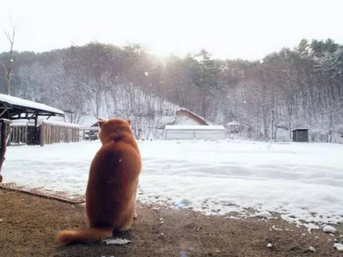 表情包是秋田还是柴犬北