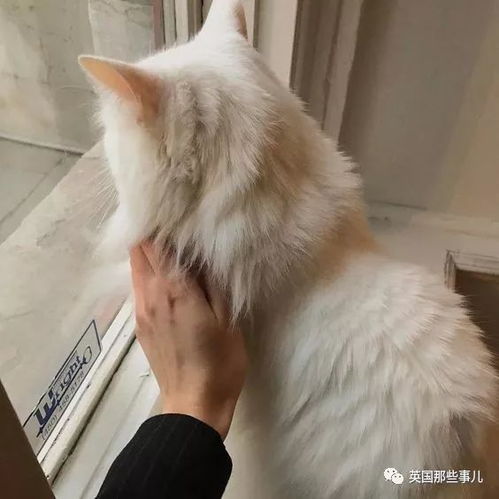  猫咪的背影杀真的怎么都看不够啊