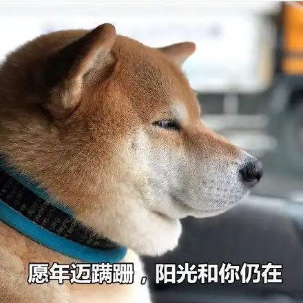 稳稳的接住柴犬表情包狗