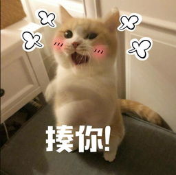  高清无水印萌猫表情包生气时也要萌萌哒,迷死你的那个他