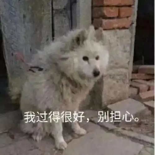  微信可爱表情包狗东西,在吗