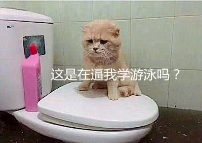  男子家中被水淹没,小猫站在马桶上一动不敢动,表情把网友笑喷