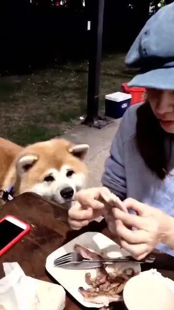狗东西表情包伶俐