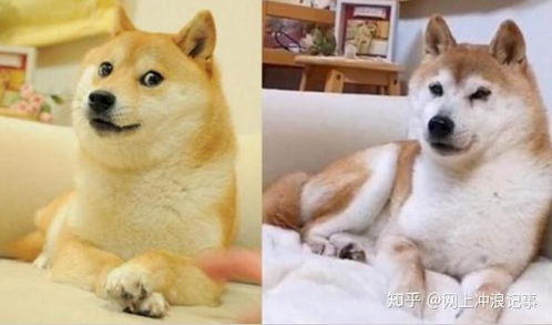  活在你表情包里的神烦狗doge,本体现在过得怎么样