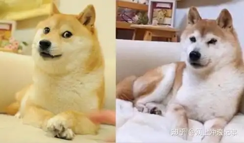  活在你表情包里的神烦狗doge,本体现在过得怎么样