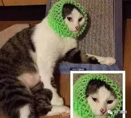 猫猫狗狗表情包公猫