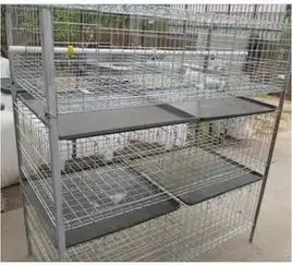  肉鸡笼养鸡前鸡舍的检查