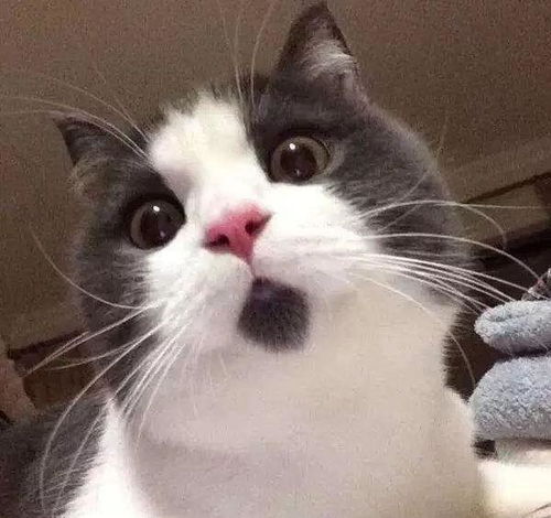  不信你没用过它的表情包爆红网络的惊讶猫其实一点也不惊讶