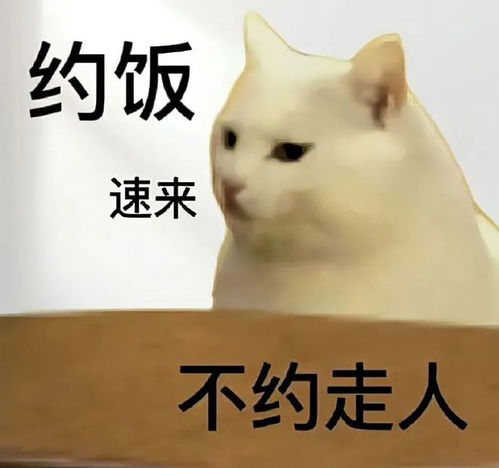  啊啊啊啊啊我好像被猫给玷污了丨第824期喵表情包