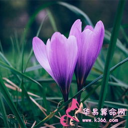微信头像是花草表明了什