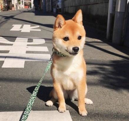  一只长得超级清秀的小柴犬,太让人惊艳了