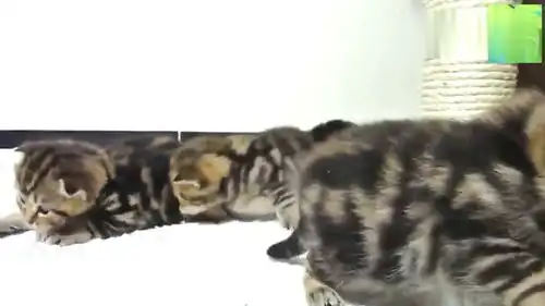  小猫晚餐时间到了,今天妈妈怎么迟到了,饿坏的小表情萌翻了
