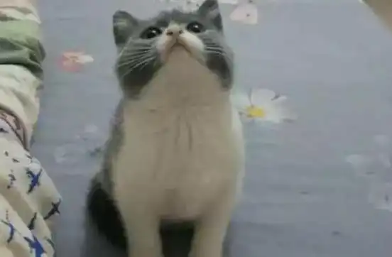  把小猫咪寄养在男友的家中,没想到2个月后去接猫时,立刻愣住了