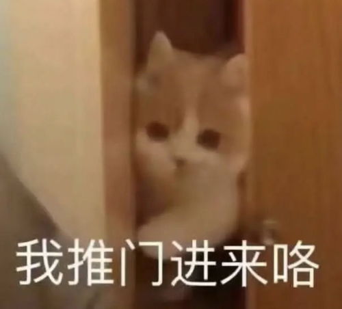  猫猫头表情包