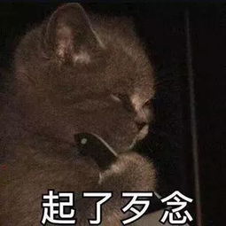  猫咪斗图表情包合集看我这六块腹肌,就知道你打不过我