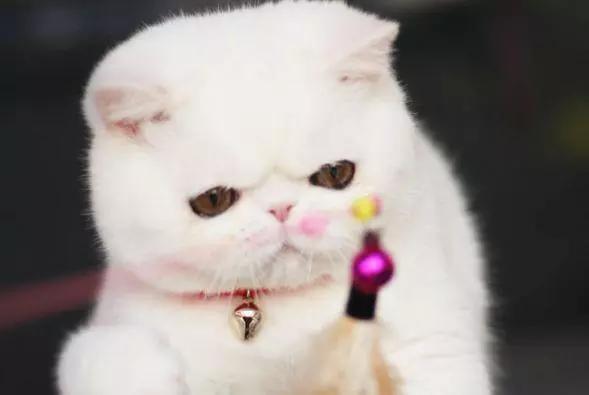  心理测试四只猫咪,你会选择养哪只测出你深藏不露的那一点