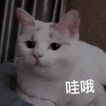  李荣浩在线求助网友怎样才能让猫不要抓沙发啊