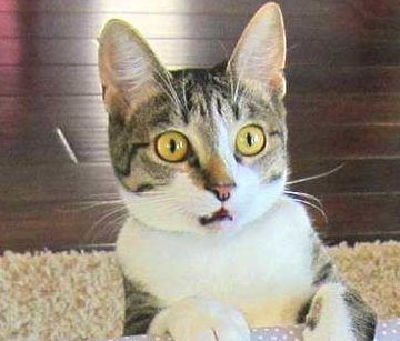  猫咪看到新生婴儿后,表情怪异,网友却说真是萌化了